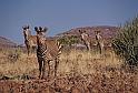 177 Damaraland, etendenka mountain camp, zeldzame hartmanns bergzebra